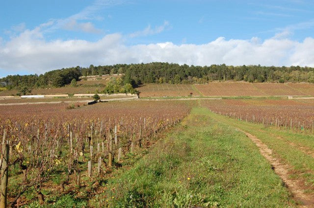 Dateline: Burgundy